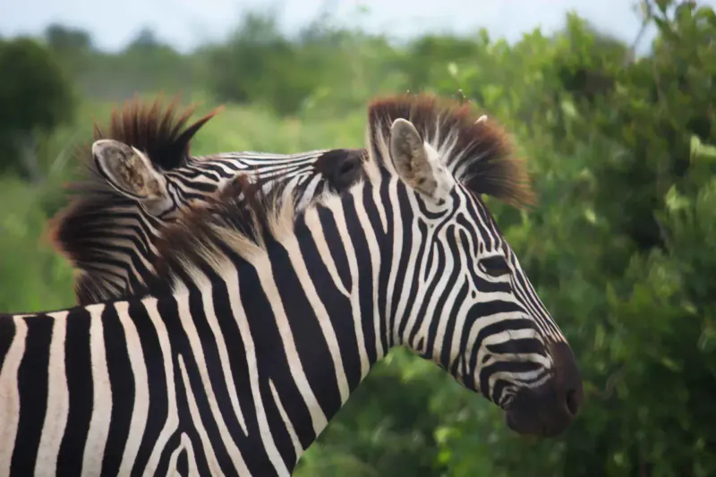 Mozambique coast – Mabeco 16-Day Signature Tour