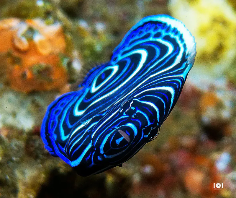 Inhaca Island – coral reef snorkelling Mozambique