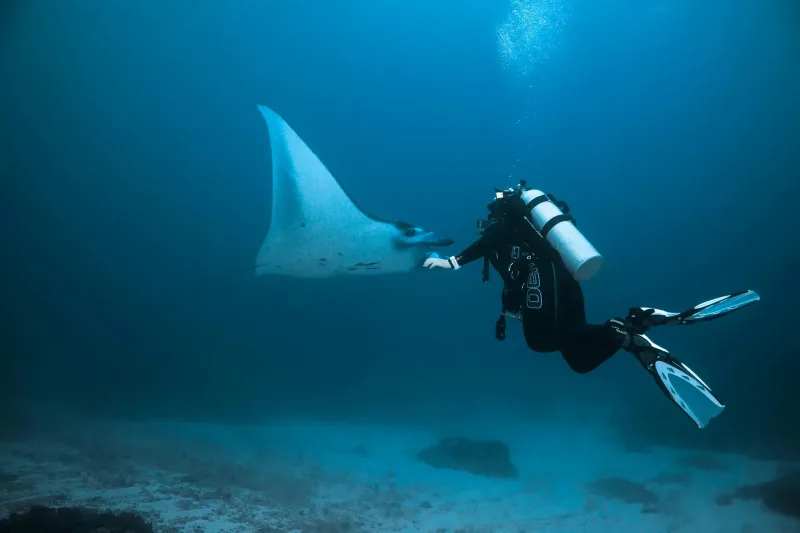 Healthy coral reef diving in Mozambique