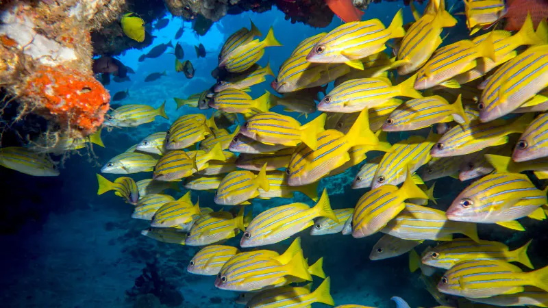 Tropical fish and marine biodiversity off Tofo