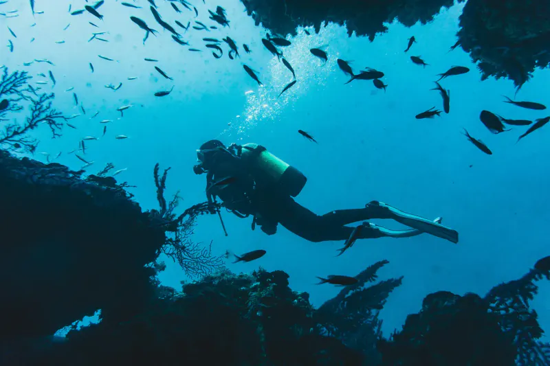 Colourful reef diving off Tofo Beach, Mozambique