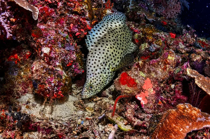 Indian Ocean diving