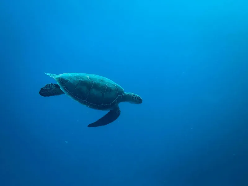 Sea turtle swimming in the clear waters off Mozambique