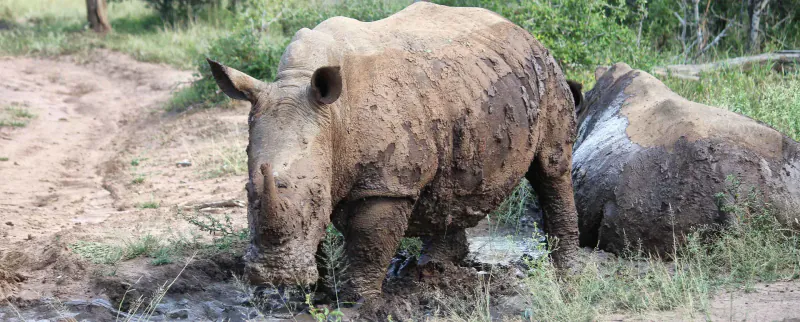 Eswatini Kingdom Tours