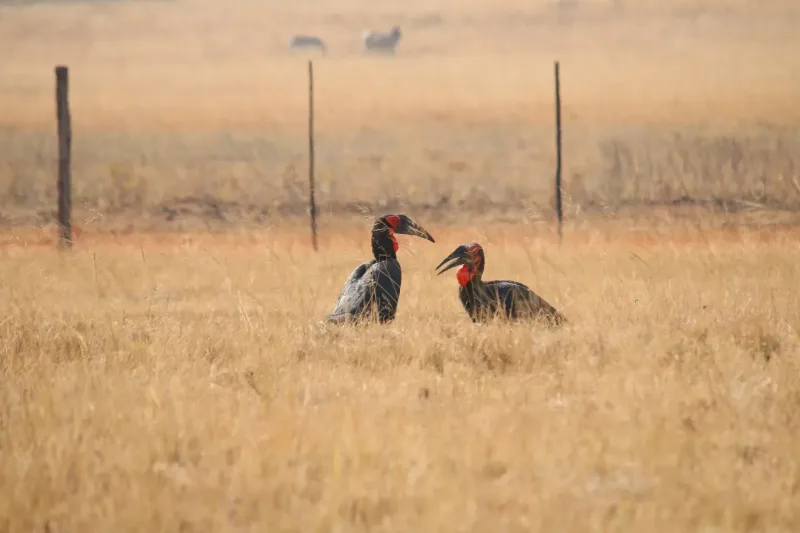 Wildlife in Eswatini
