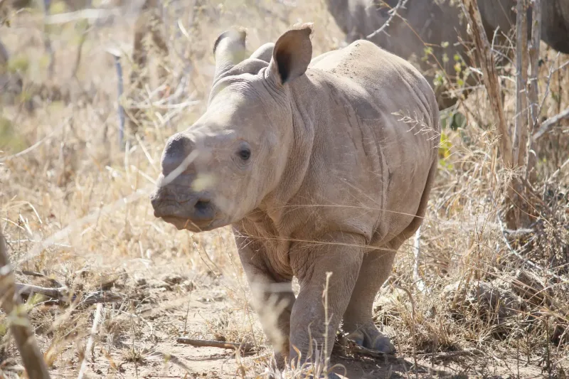 Wildlife Eswatini