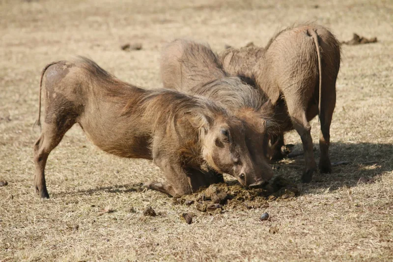 Warthog family
