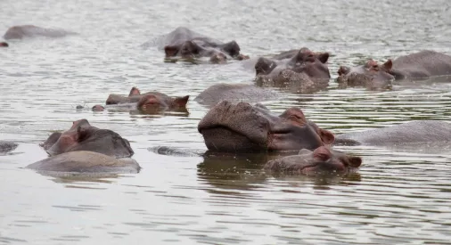 Hippo in water