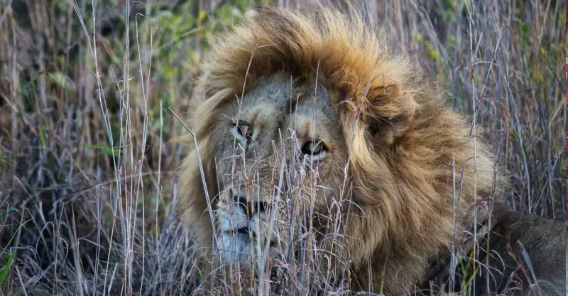 African lion on safari