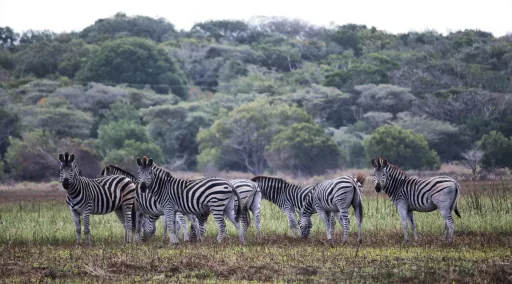 Zebra in the wild