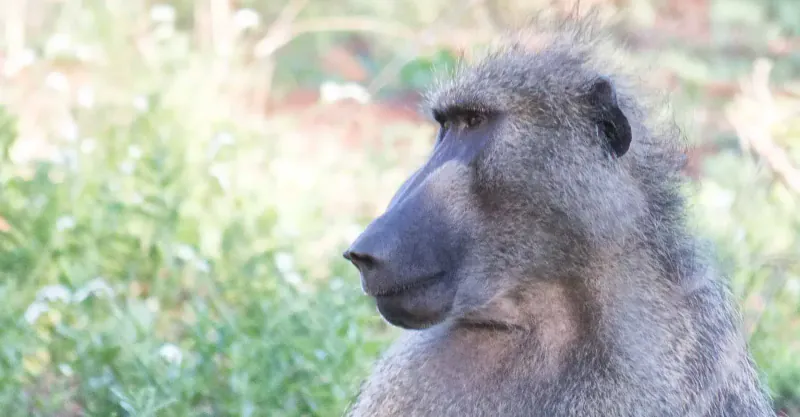 Baboon — Kruger National Park
