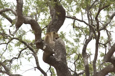 Safari in Maputo National Park