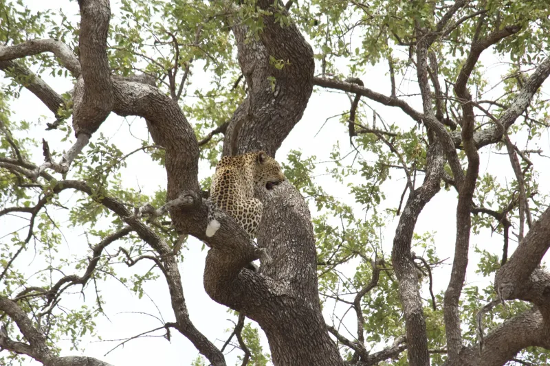Safari landscape in southern Africa