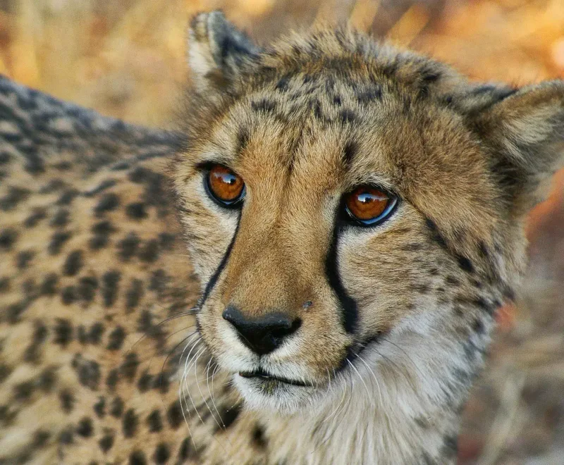 Safari expedition Kruger