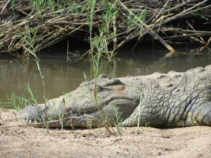 Safari landscape Kruger