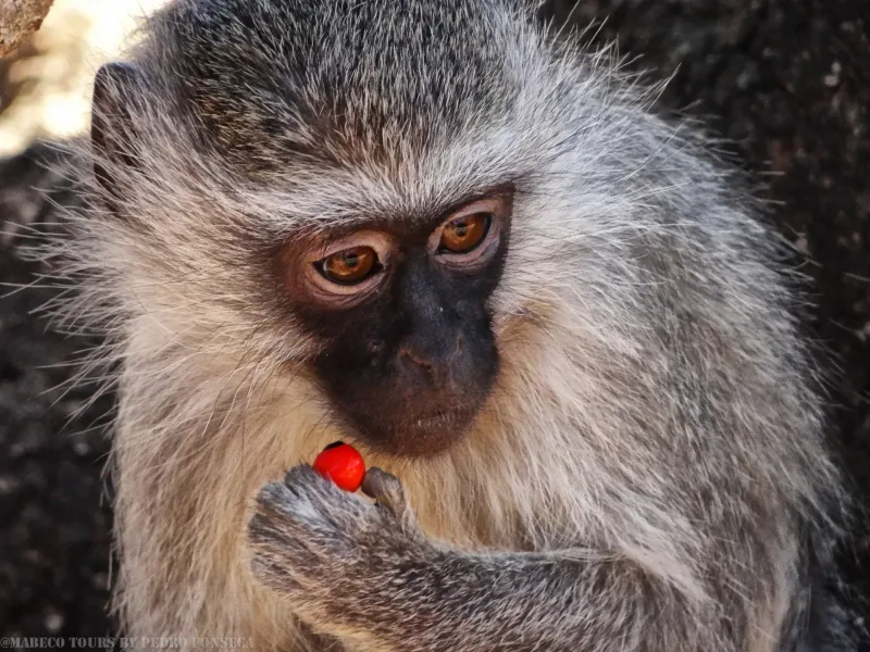 Wildlife in Kruger National Park