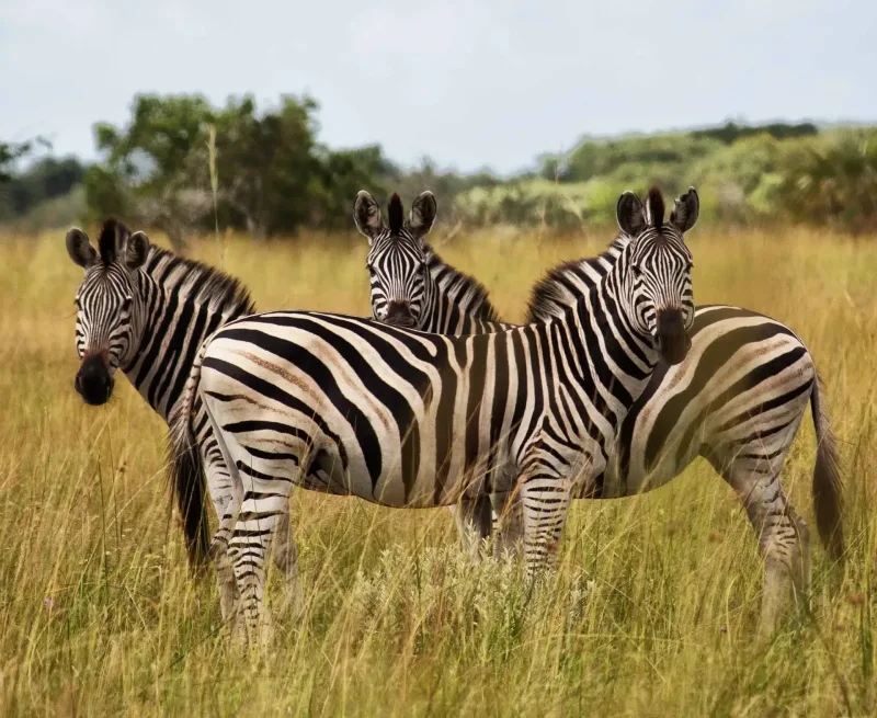 Coastal dunes and wildlife