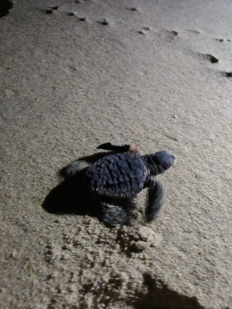 Night in Maputo National Park