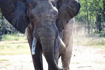 Wildlife in Mozambique
