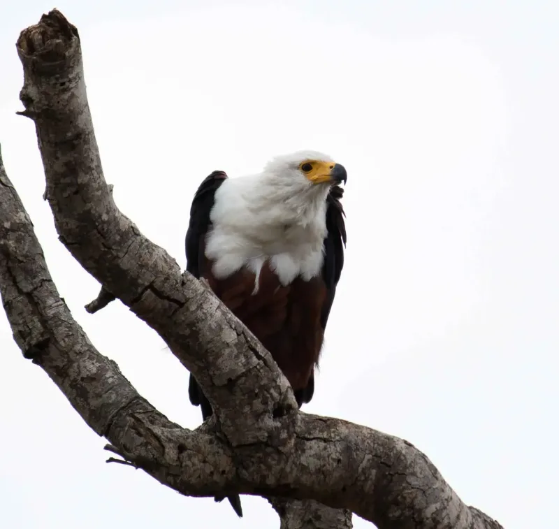 Safari in Maputo National Park