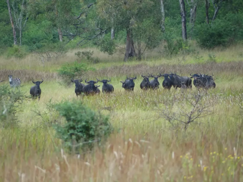 Wildebeest and zebra on the plains of Maputo National Park